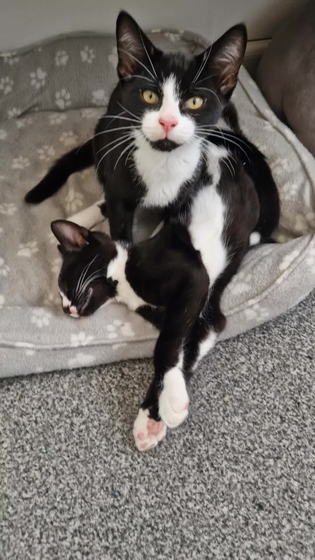 British Shorthair cats for sale: Black and white tuxedo malekittens  - Video 1