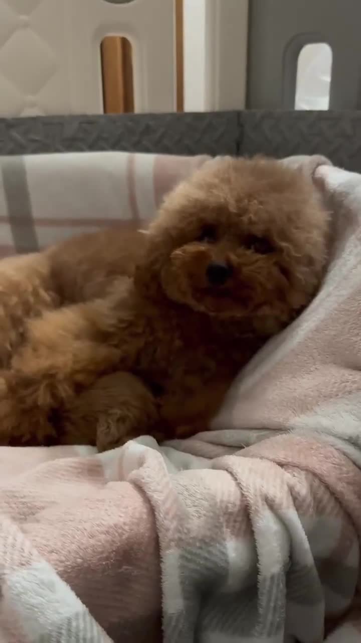 Toy Poodle dogs for sale: ASIAN TOY POODLE PUPPIES - Video 1