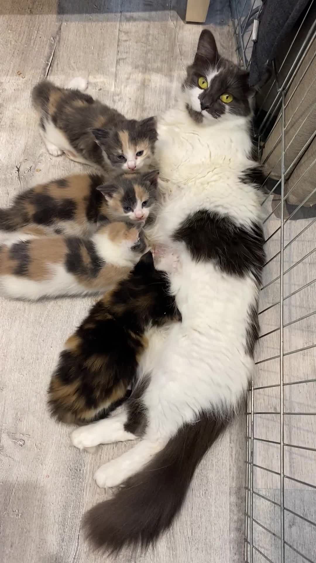 Mixed Breed cats for sale: 4 beautiful calico girls. 3 rare dilute calicos - Video 1