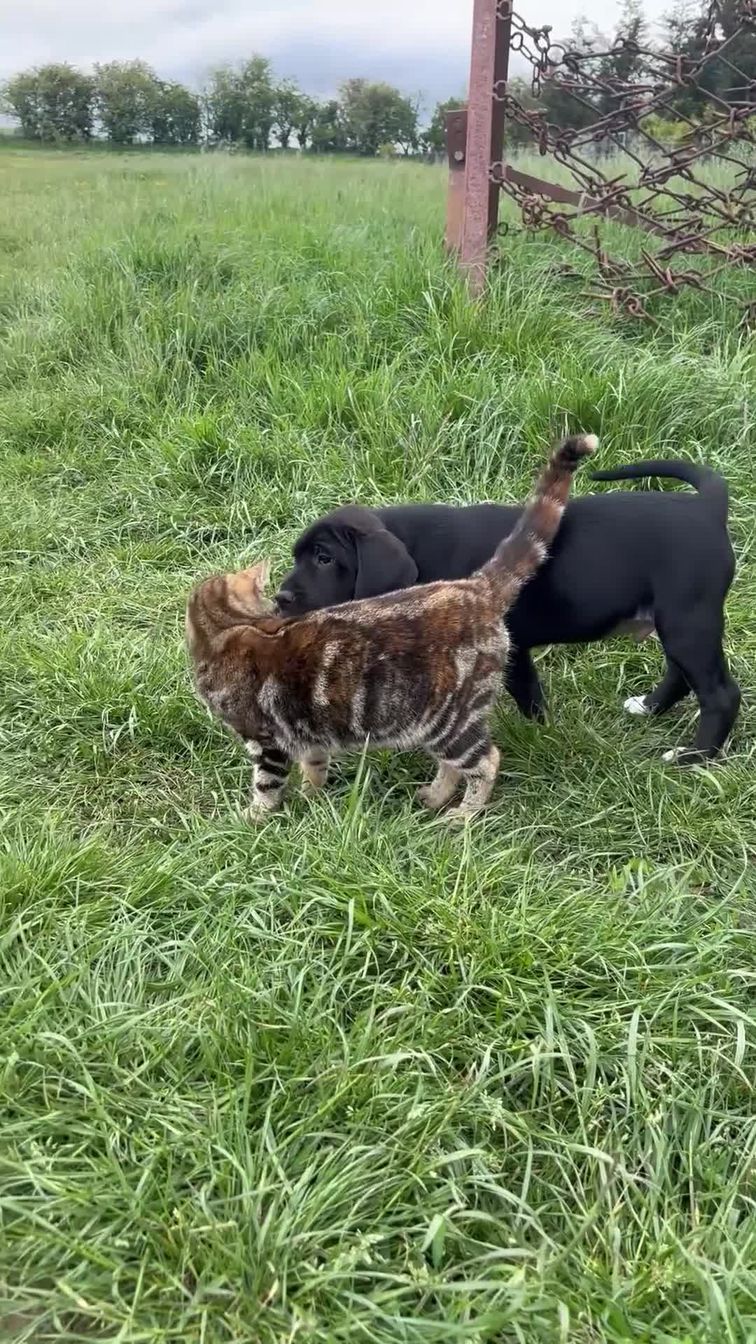 Mixed Breed dogs for sale: Beautiful boy ready to leave now. - Video 1