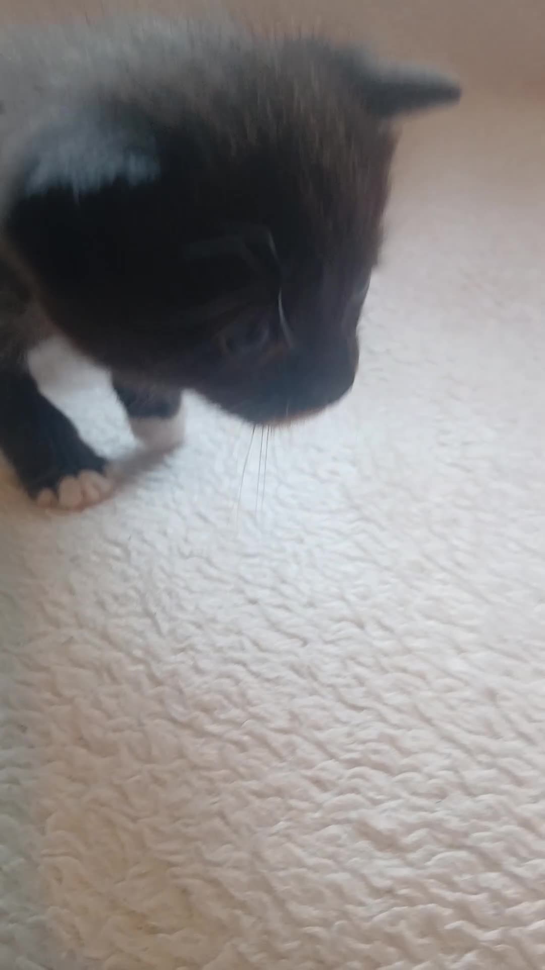 Mixed Breed cats for sale: Beautiful Ragdoll X Kittens - Video 4