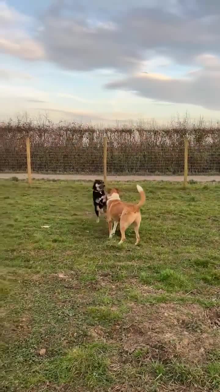 Mixed Breed dogs for adoption: MARSHALL the Marvellous - Video 1
