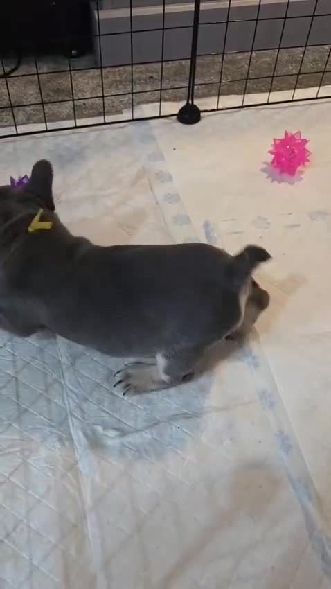 French Bulldog dogs for sale: 3x beautiful girl french bulldog puppies  - Video 2