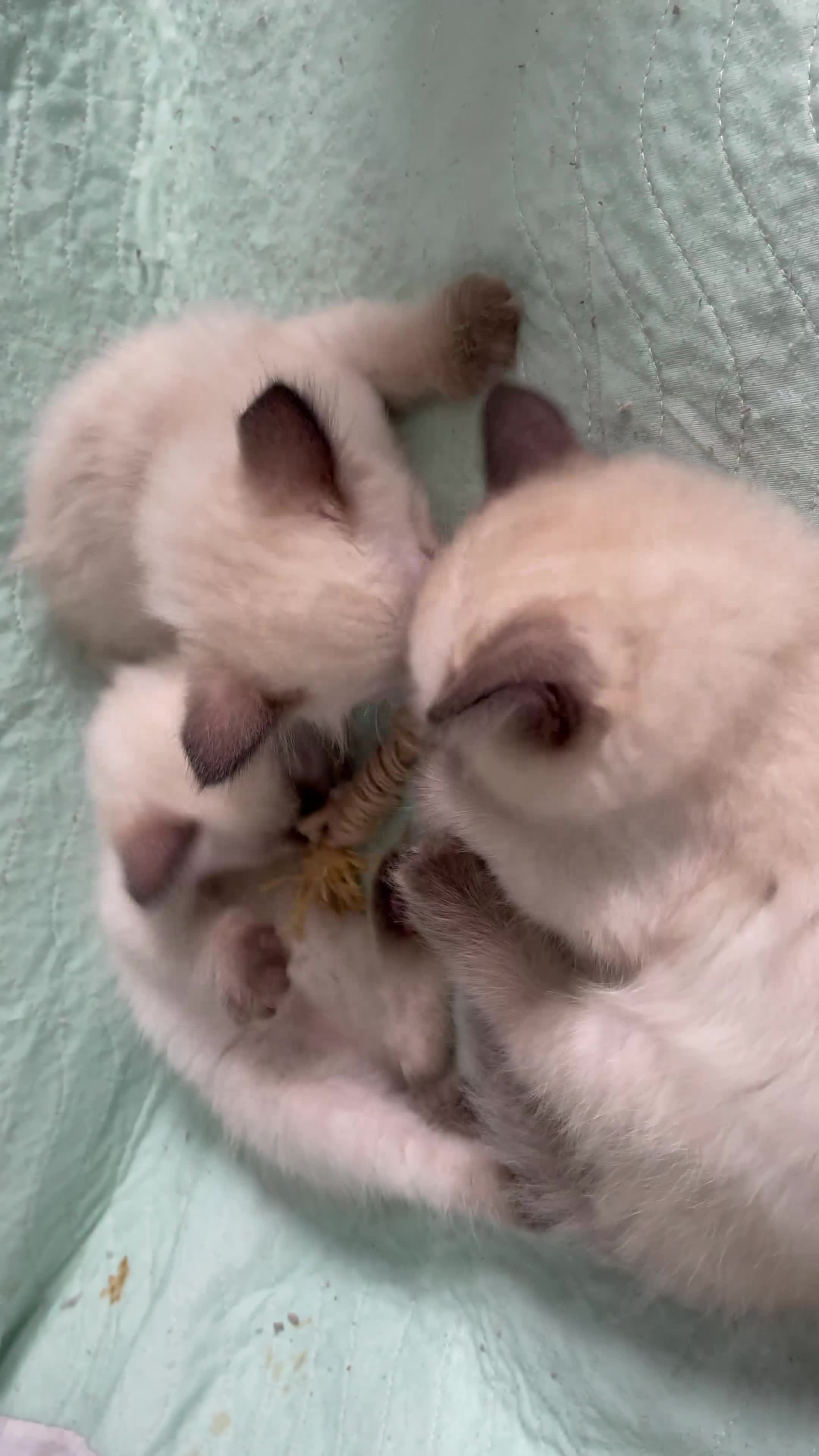 Ragdoll cats for sale: Exquisite 6th Gen*  PUREBREED Ragdoll Kittens - Video 2