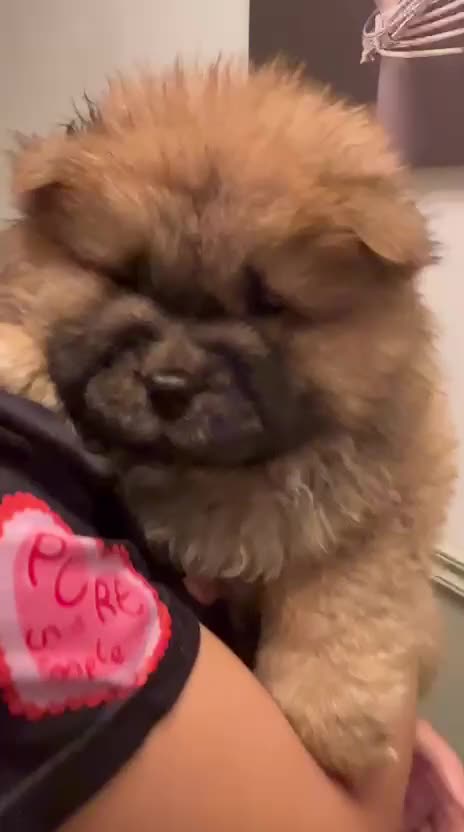 Chow Chow dogs for sale: Stunning Chow Chow Puppies Luxi Chow × Royal Chows - Video 1