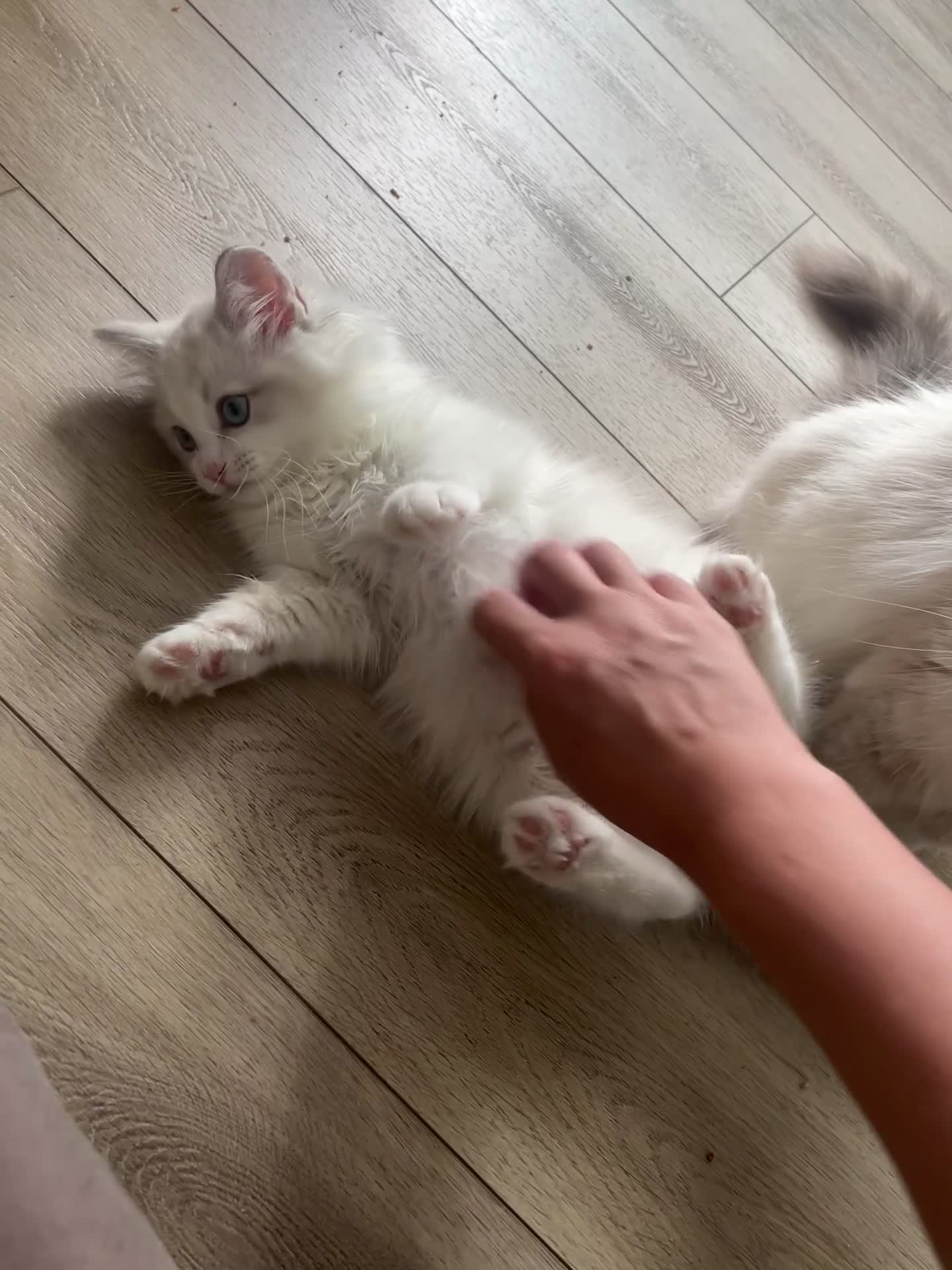 Ragdoll cats for sale: 🌸Extensively health tested Tica Ragdoll kitten🌸 - Video 1