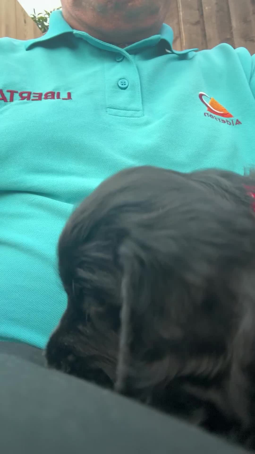 Cocker Spaniel dogs for sale: Black Cocker Spaniel Puppies - Video 1