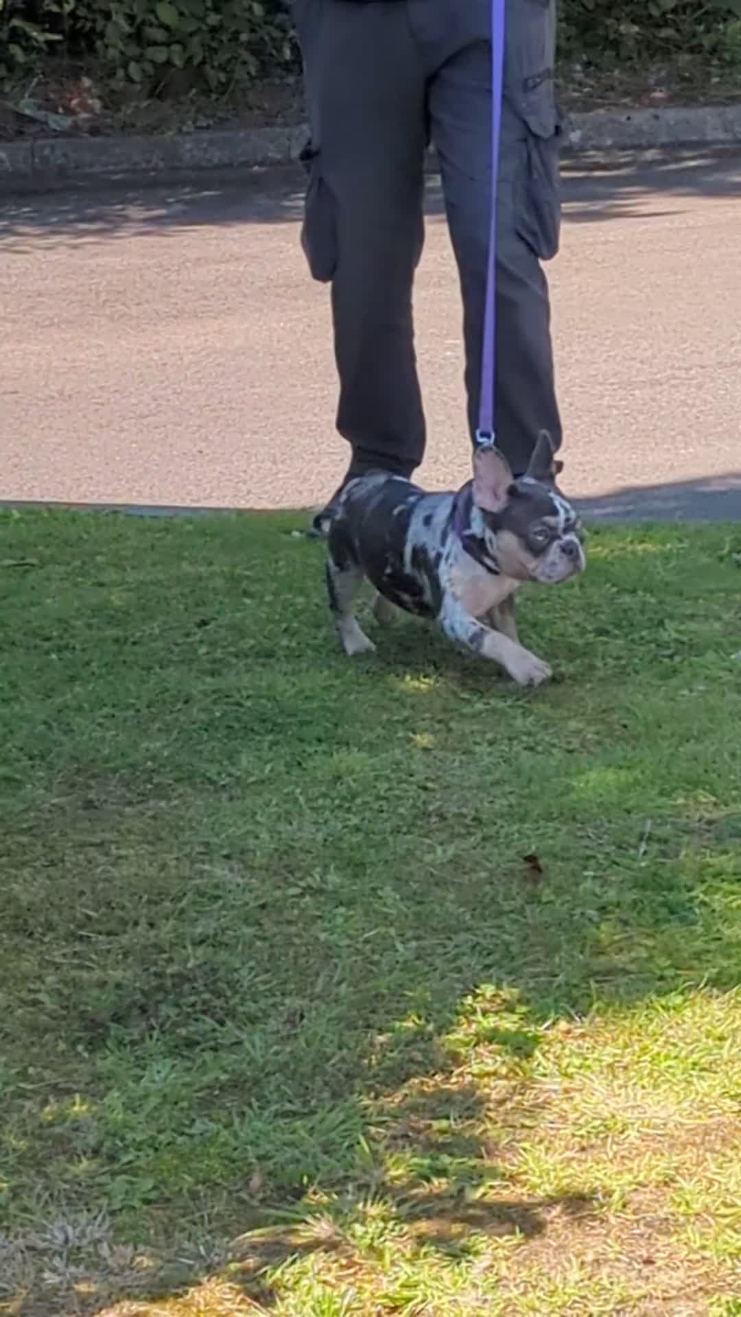 French Bulldog dogs for sale: Gorgeous 14 months old girl Frenchie. - Video 1