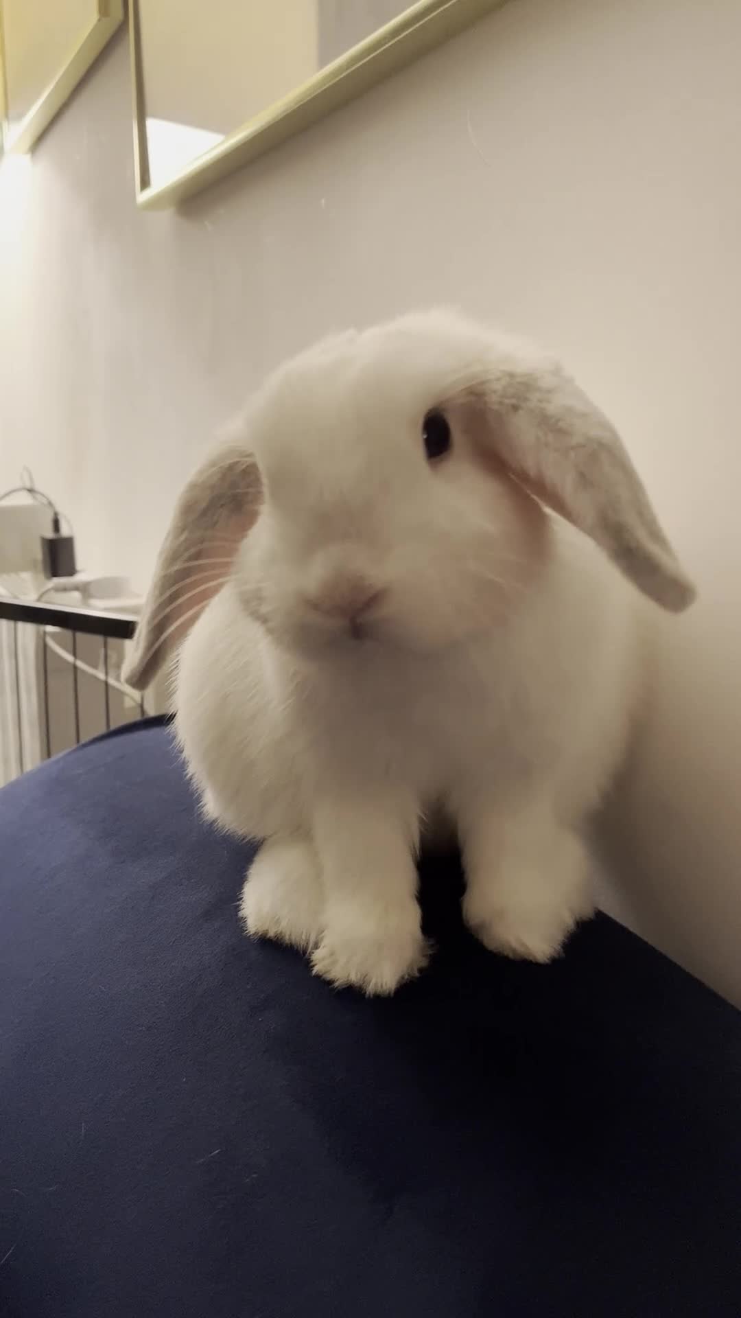 Mini Lop rabbits for sale: 2 Mini Lop Eared Rabbit Siblings - Video 4
