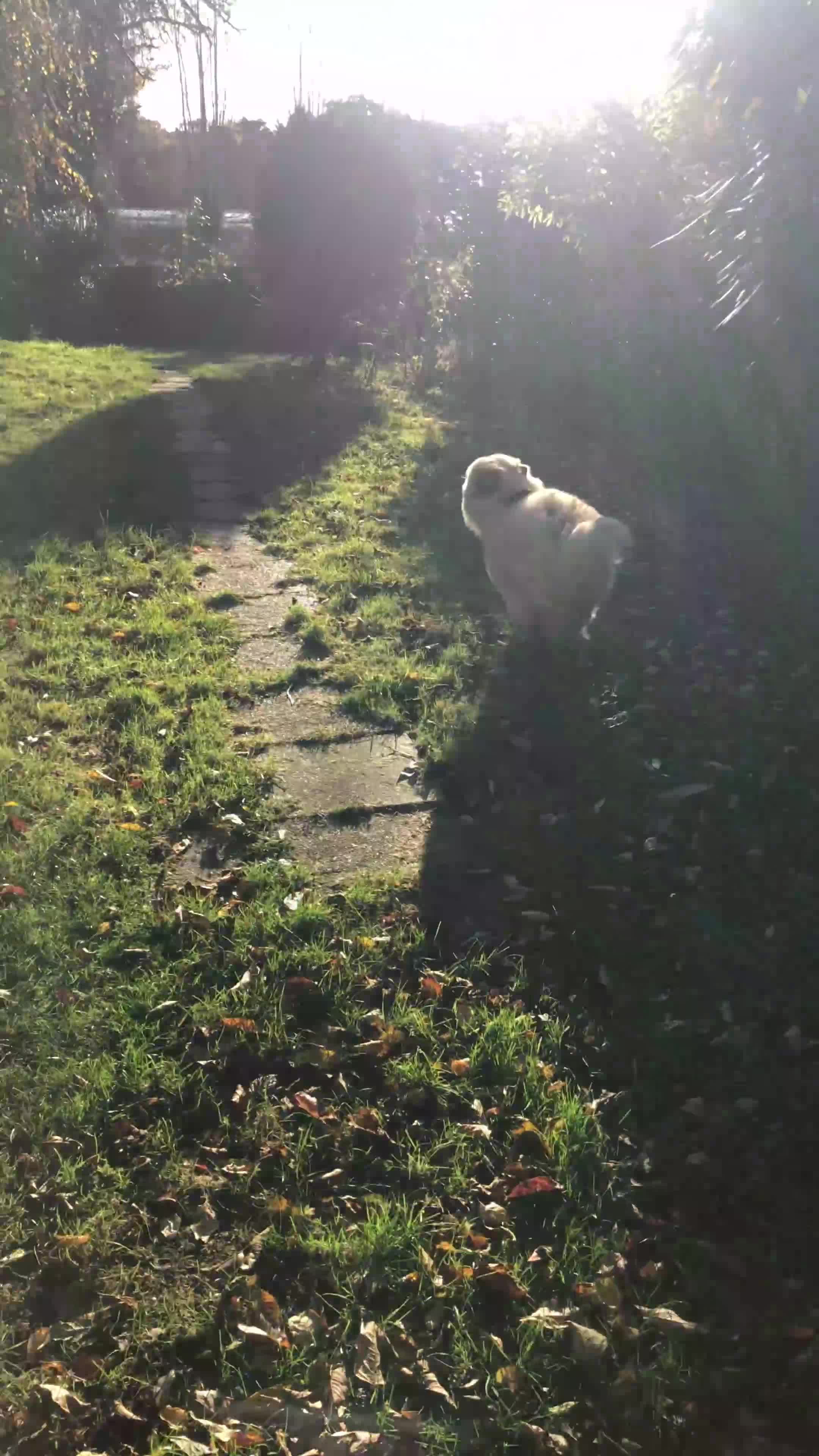 Chow Chow dogs for sale: Male cream chow chow (Loki) - Video 2
