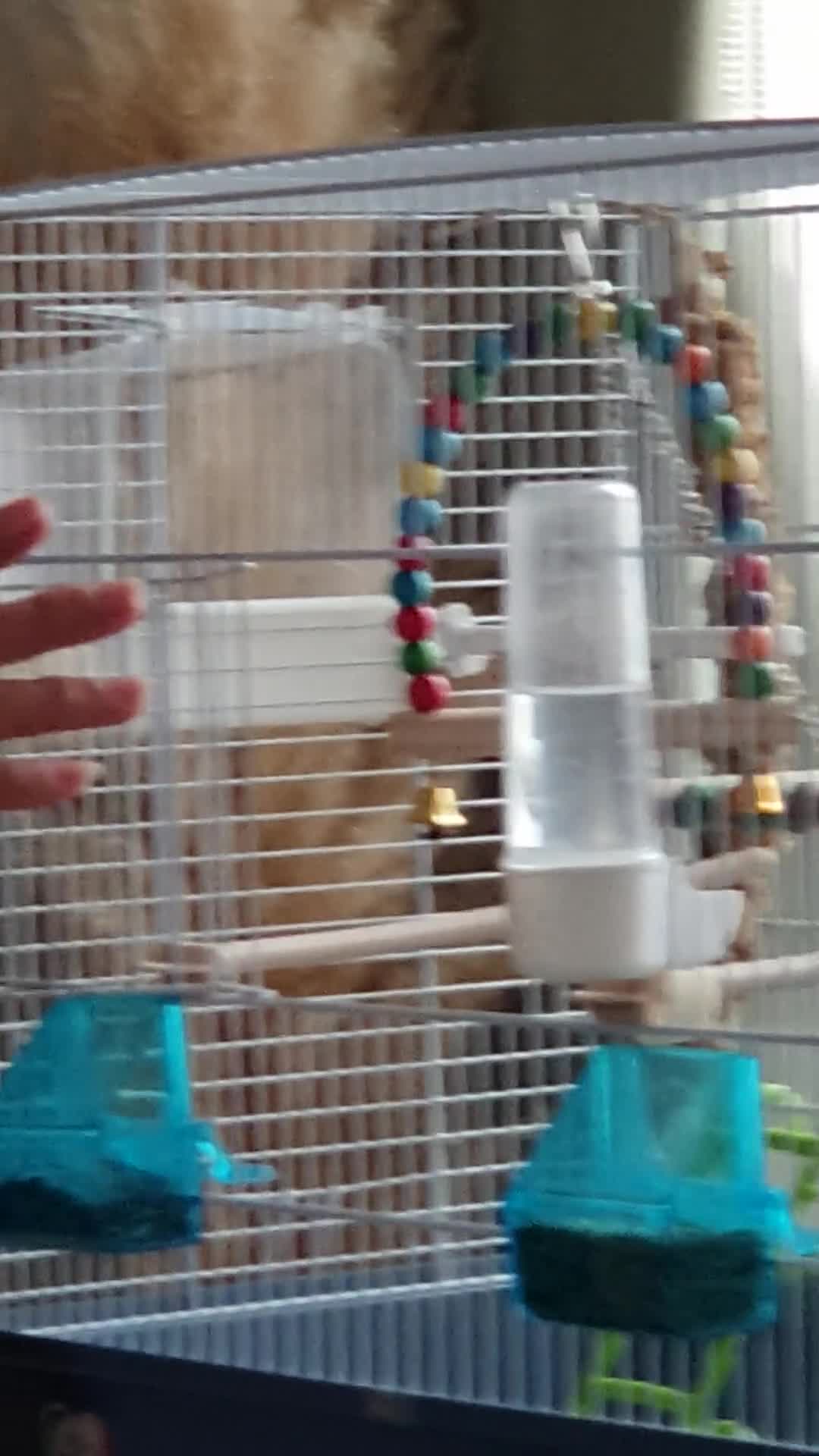 Budgerigars birds for sale: Hand tame hen budgie  - Video 1