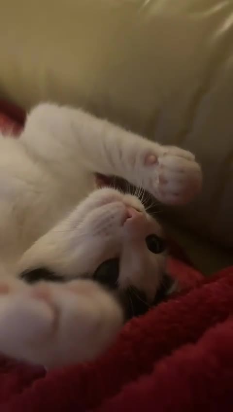 American Shorthair cats for sale: Black and white shorthair kitten  - Video 1