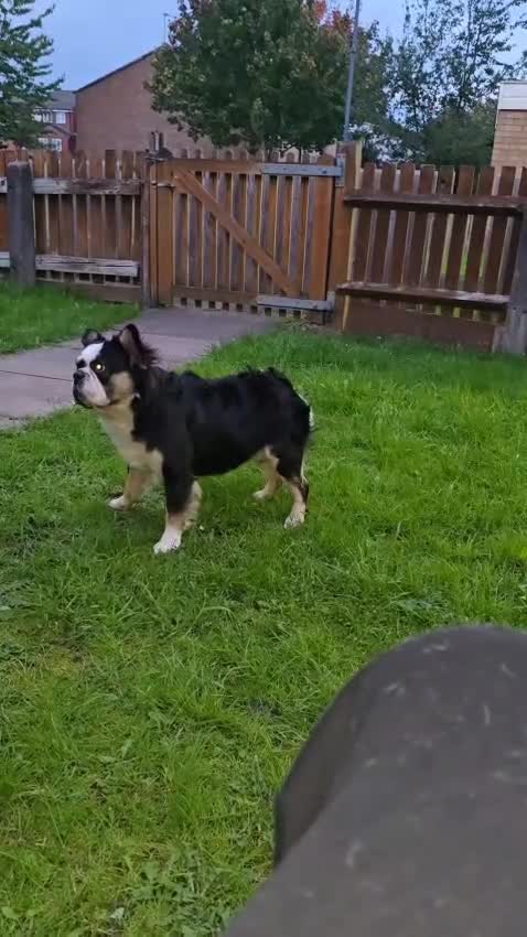 French Bulldog dogs for sale: Beautiful Frenchie Boy For Sale  - Video 1