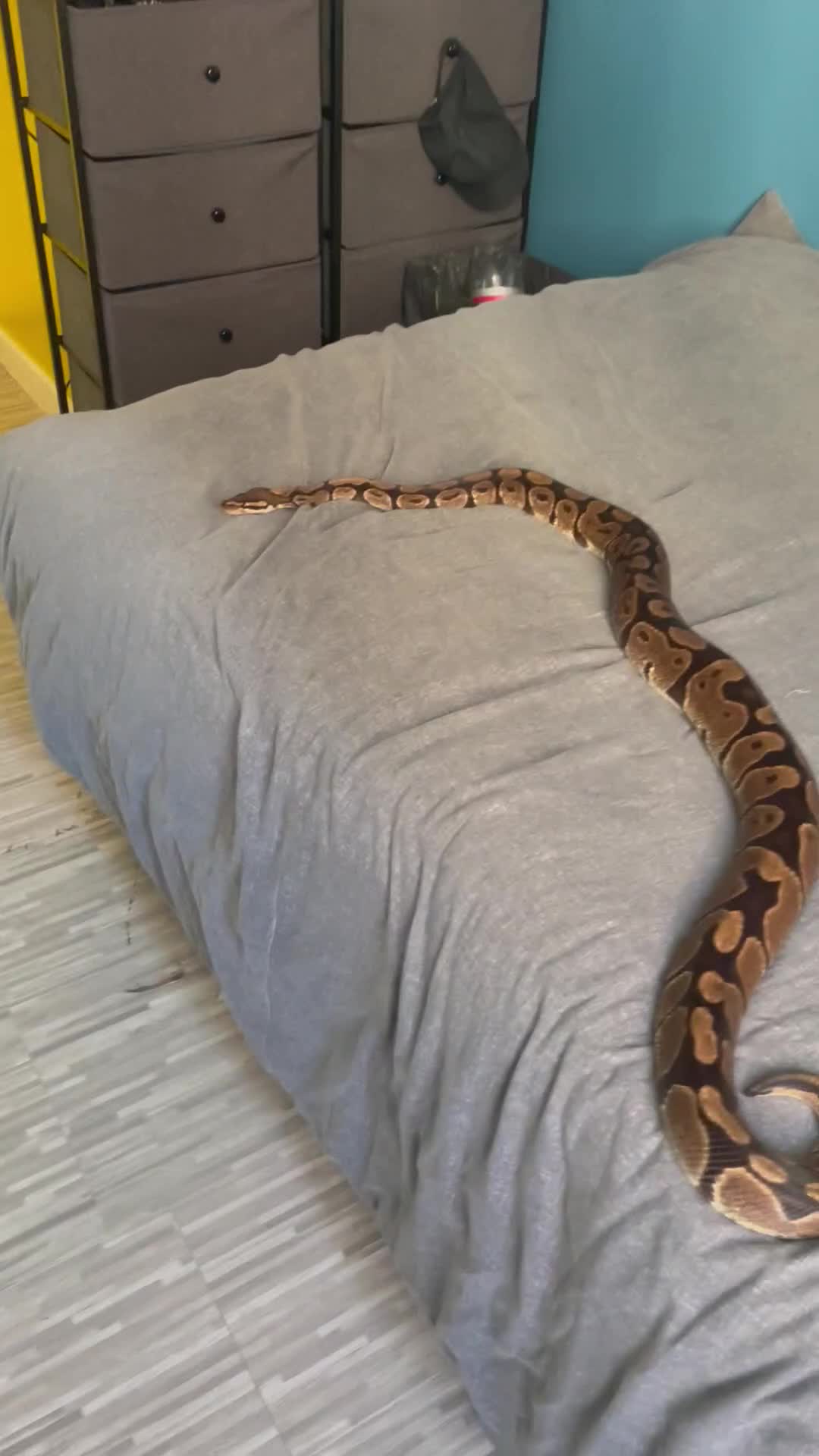 Python Snake reptiles for sale: Female Royal Python - Video 1