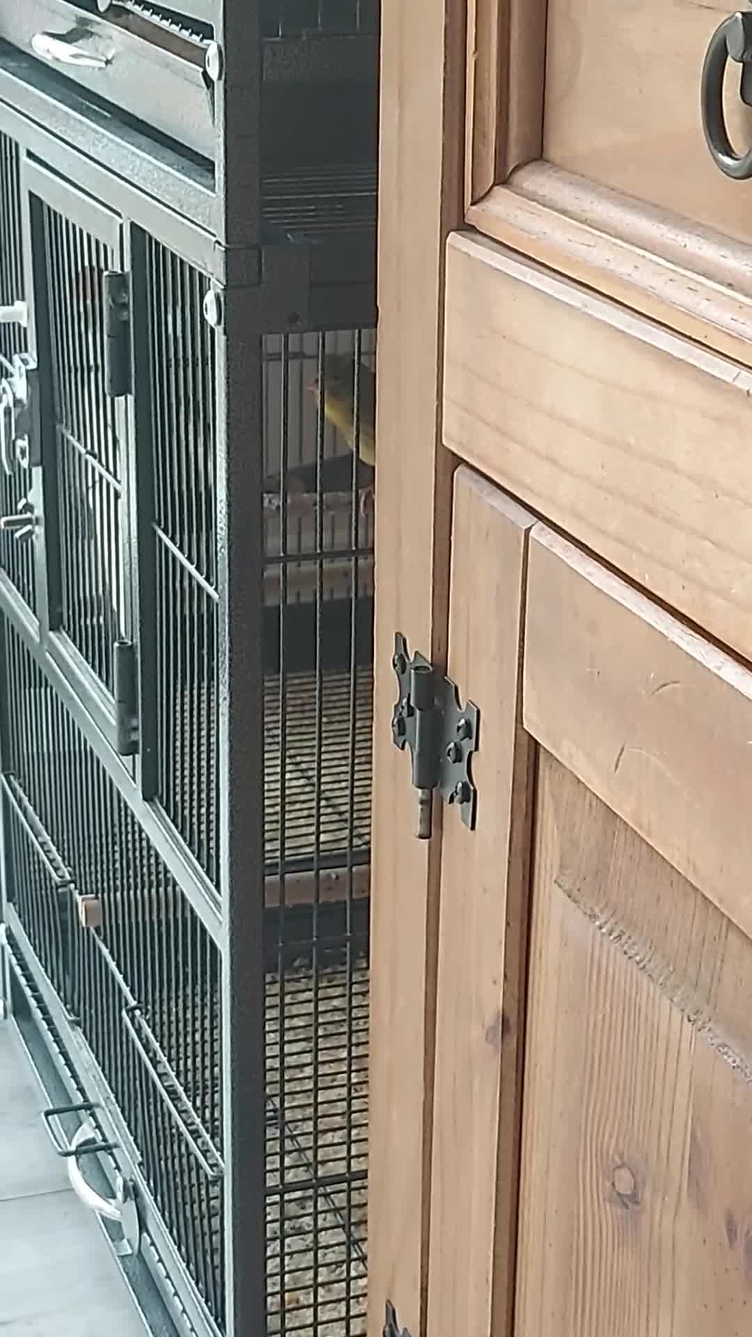 Canaries birds for sale:  canary available  in Birmingham - Video 1