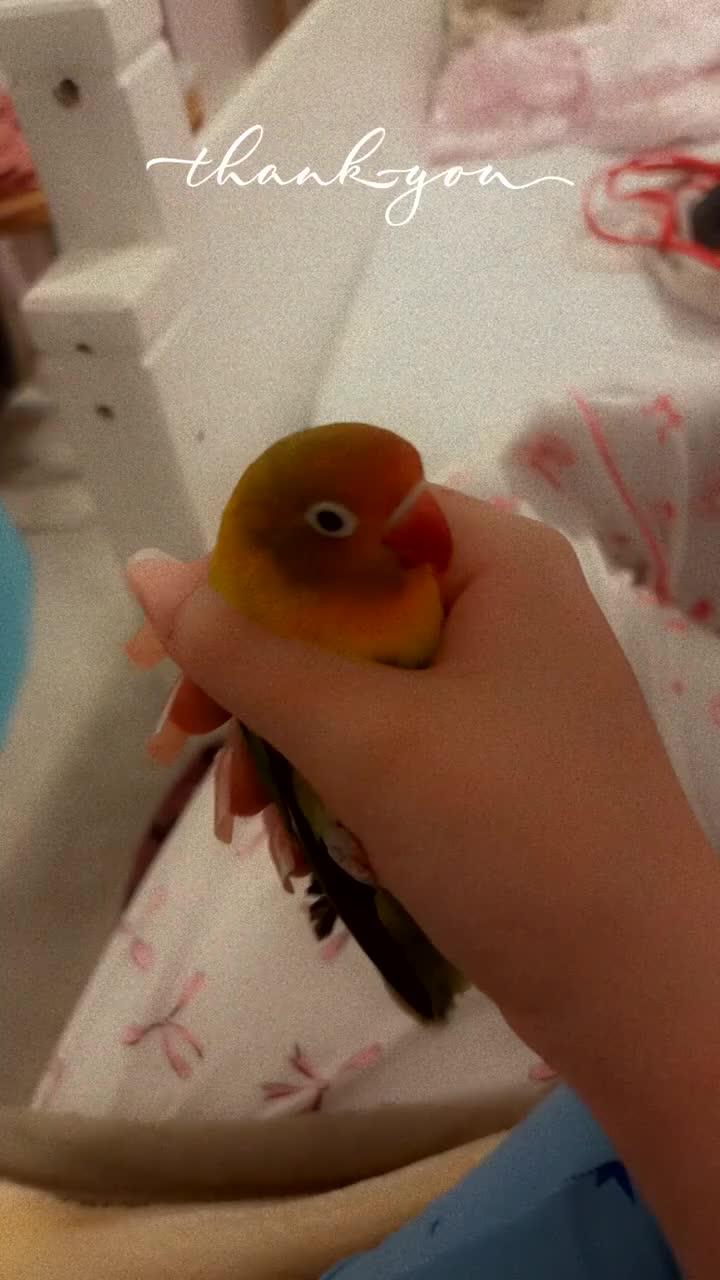 Lovebirds birds for sale: Beautiful baby lovebird  - Video 1