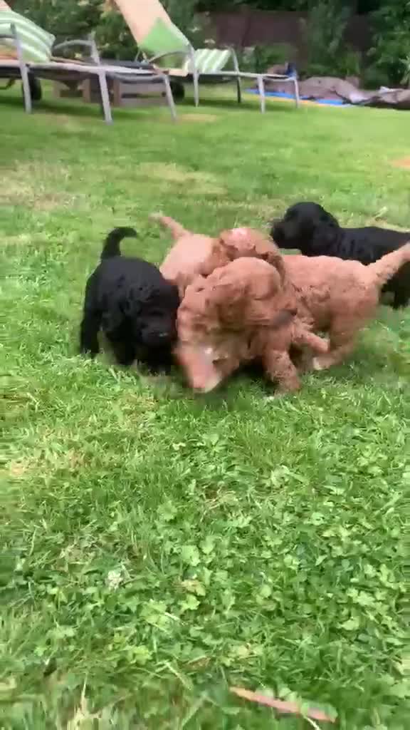 Cockapoo dogs for sale: Gorgeous cockapoos - Video 2