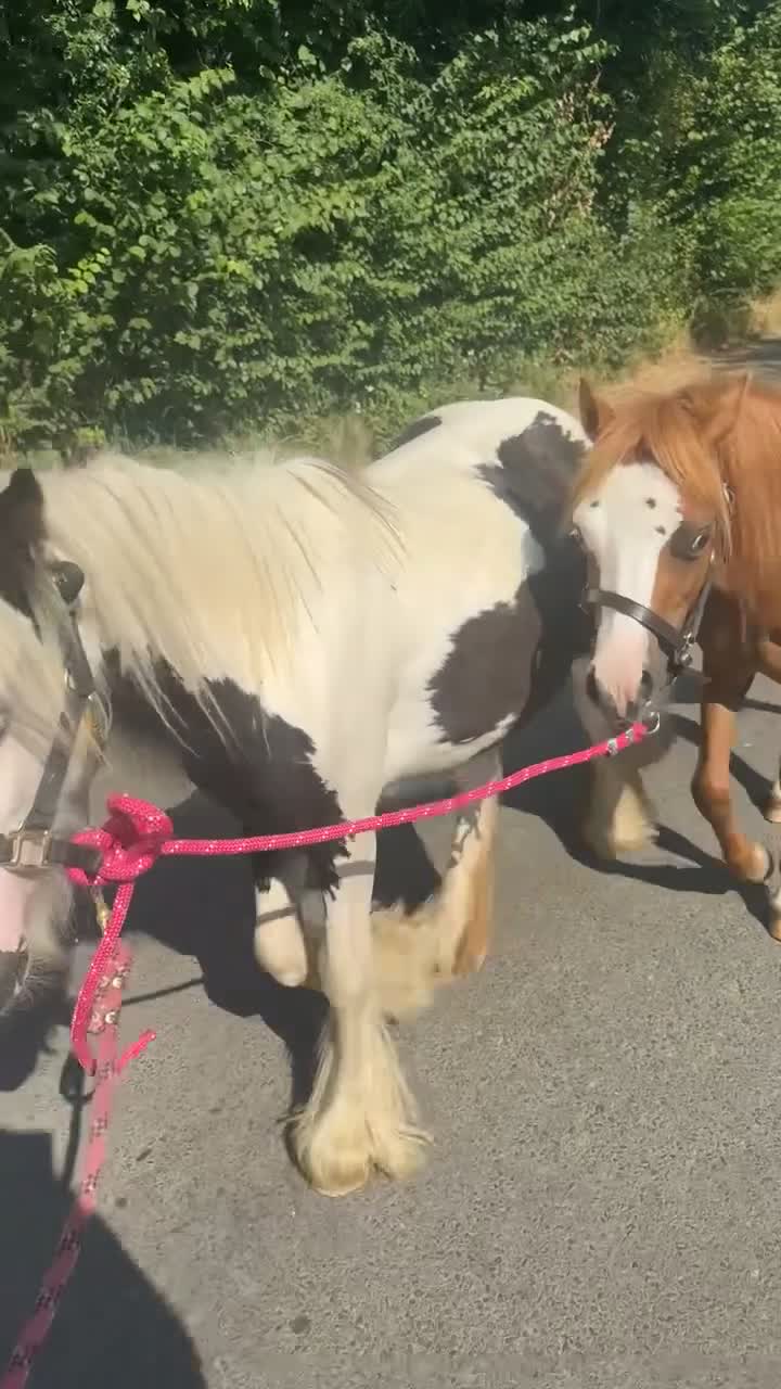 Irish Cob horses for sale: Patch yearling cob colt  in Luton - Video 1