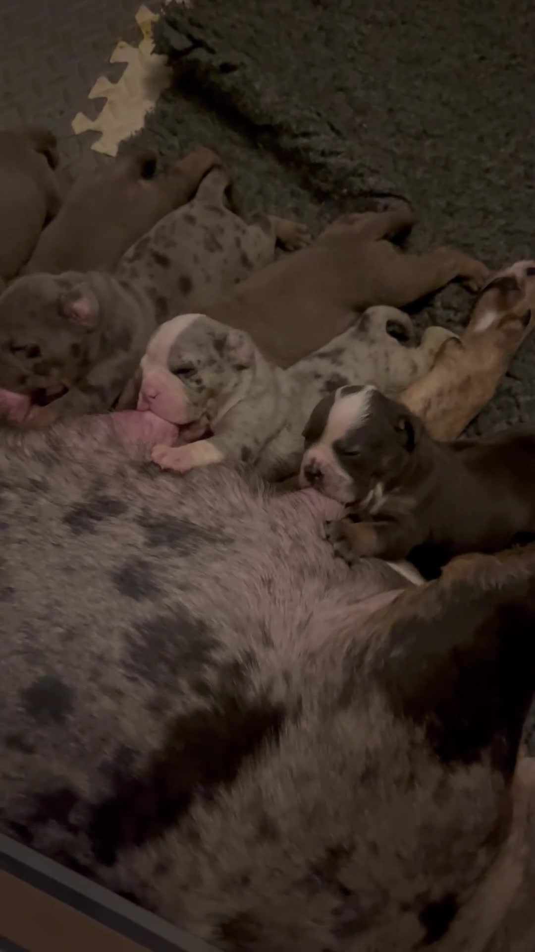 Olde English Bulldogge dogs for sale: Old English bulldogs  - Video 1