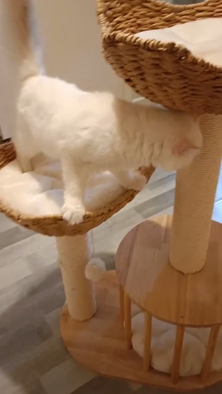 Ragdoll cats for sale: Georgous Fawn Point boy  in Telford - Video 2