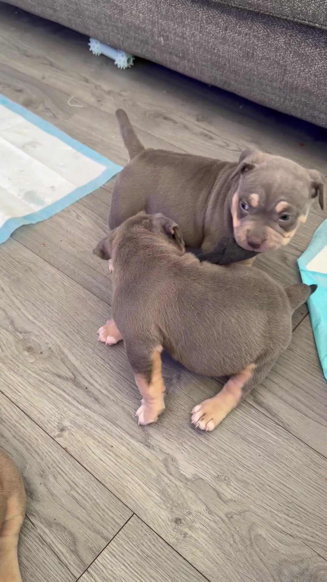 American Bulldog dogs for sale: ABKC registered pocket bullies - Video 2