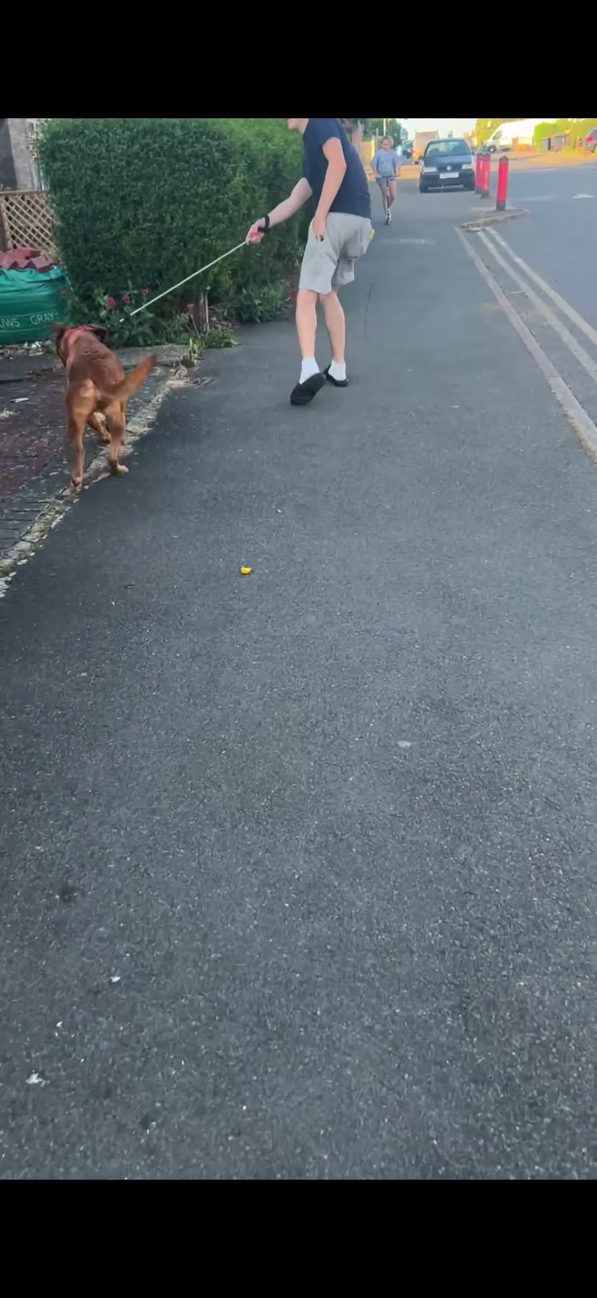 Dogue De Bordeaux dogs for sale: dogue de bordeaux (free) - Video 2