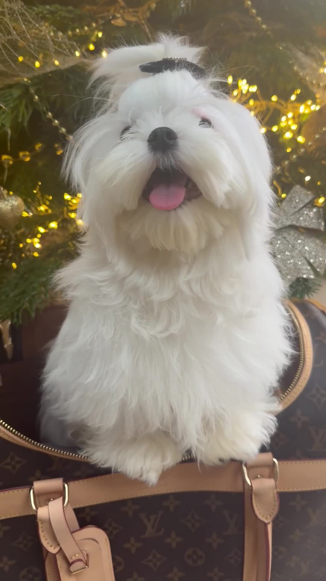 Maltese dogs for sale: Beautiful 6 month old Maltese Puppy Ready Now - Video 4