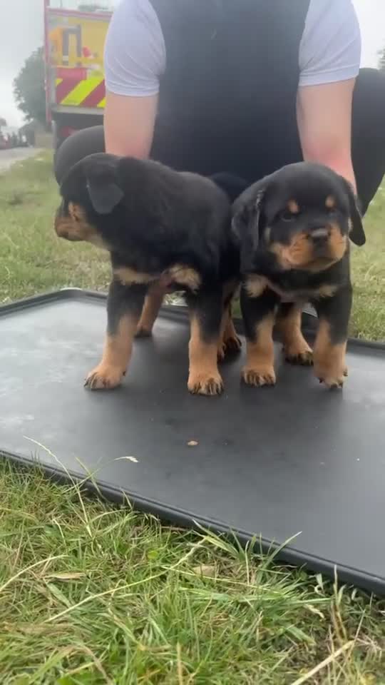 Rottweiler dogs for sale: Rottweiler Girl pup - Video 4