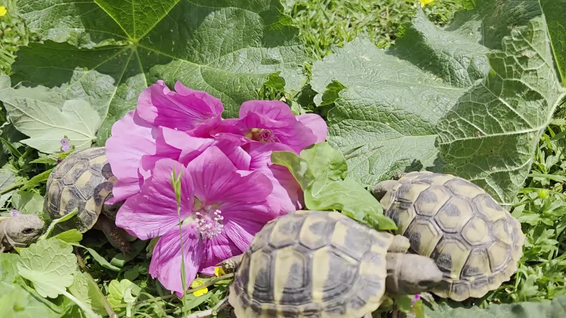 Hermann Tortoise reptiles for sale: Hermanns tortoises. 1 year old with article 10 - Video 3