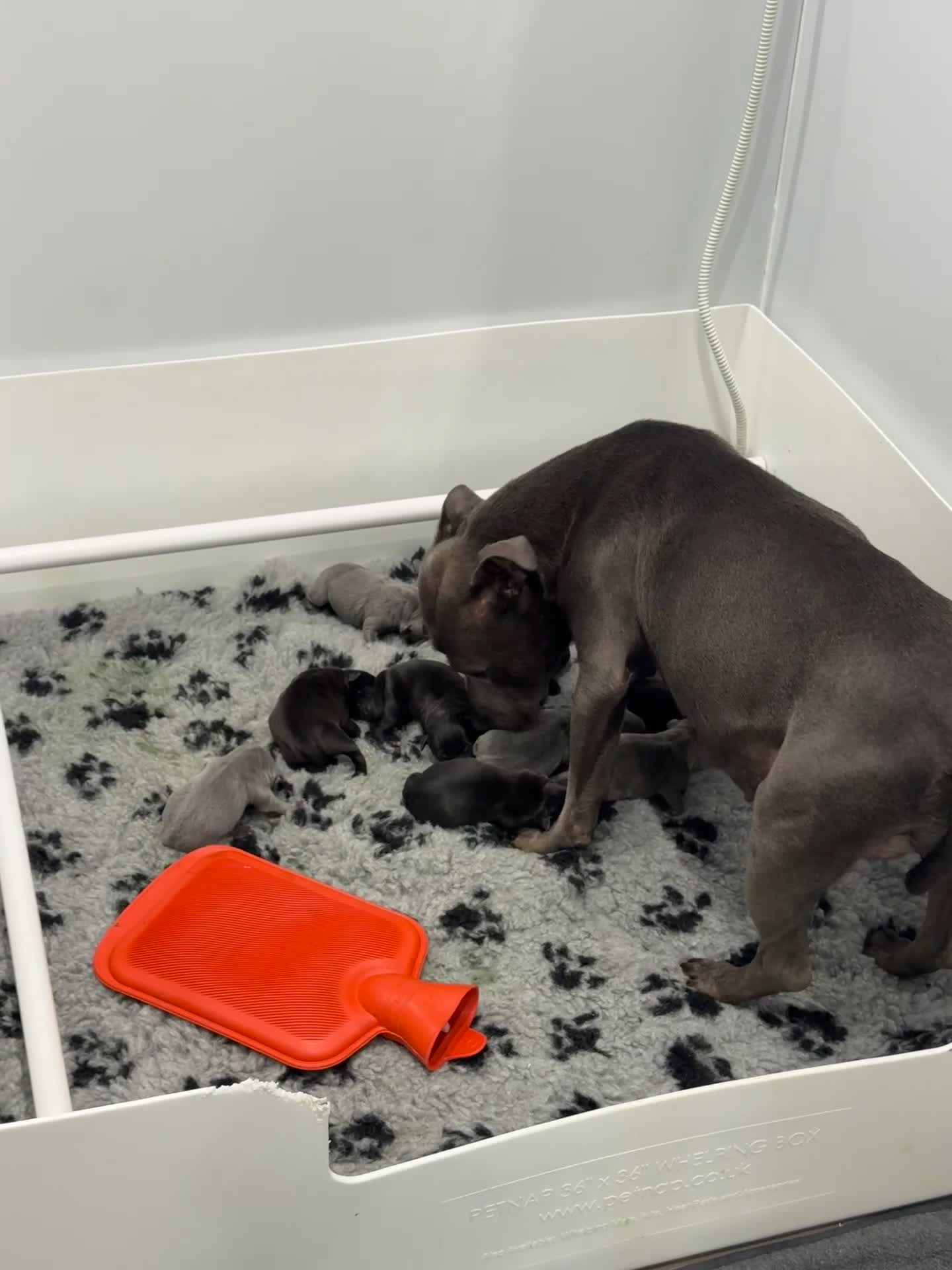 Staffordshire Bull Terrier dogs for sale: Stunning black male  - Video 1
