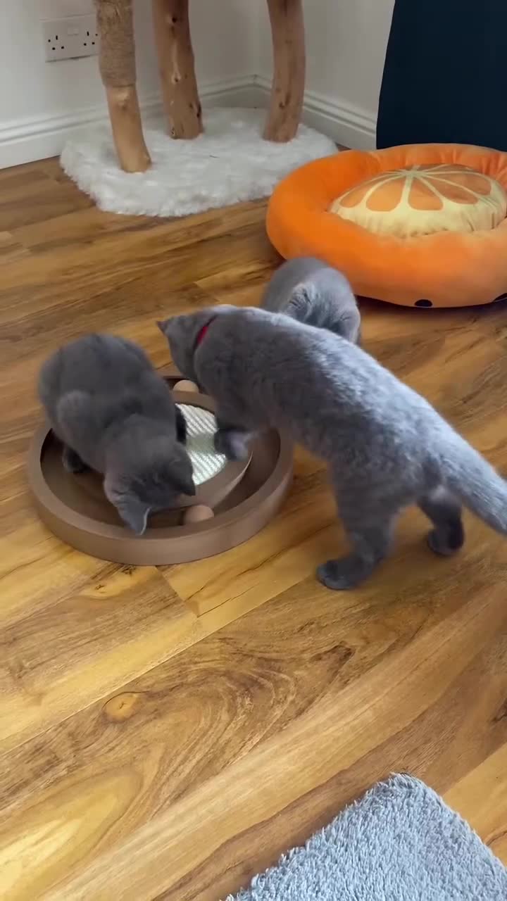 British Shorthair cats for sale: British Shorthair kittens, GCCF Certificate  in Dundee - Video 5