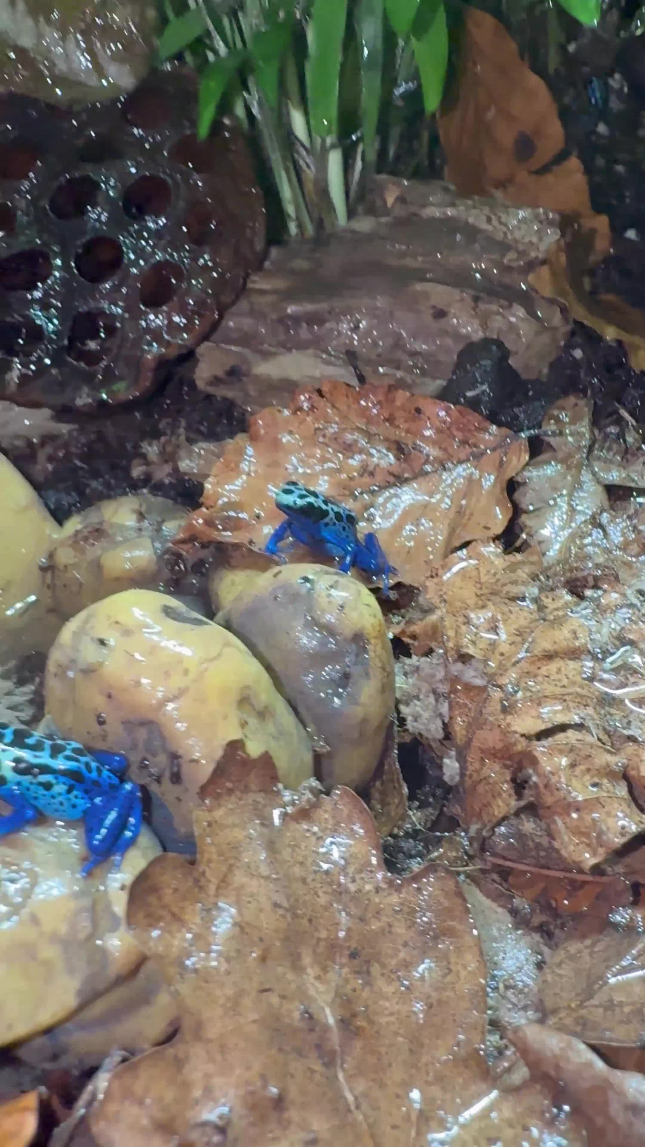 Frog reptiles for sale: Enclosure with 3 azule dart frogs  - Video 1