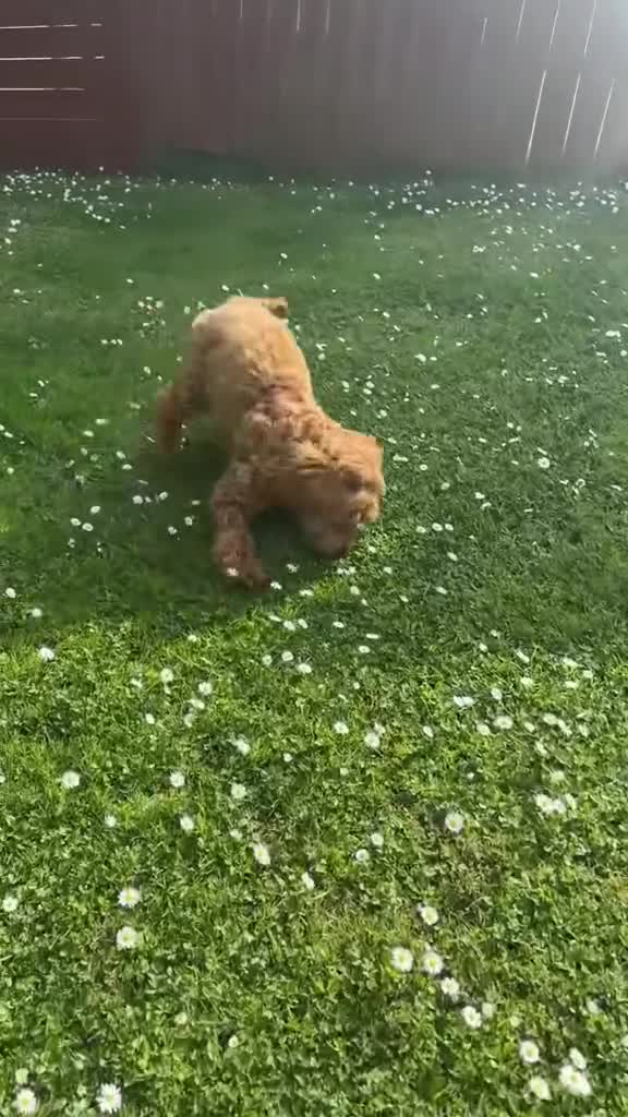 Cockapoo dogs for stud: Bear – DNA Tested Cockapoo Stud (Poodle-Dominant) - Video 5