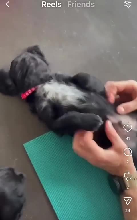 Sprocker dogs for sale: Available now! Sprocker Spaniel puppies - Video 3