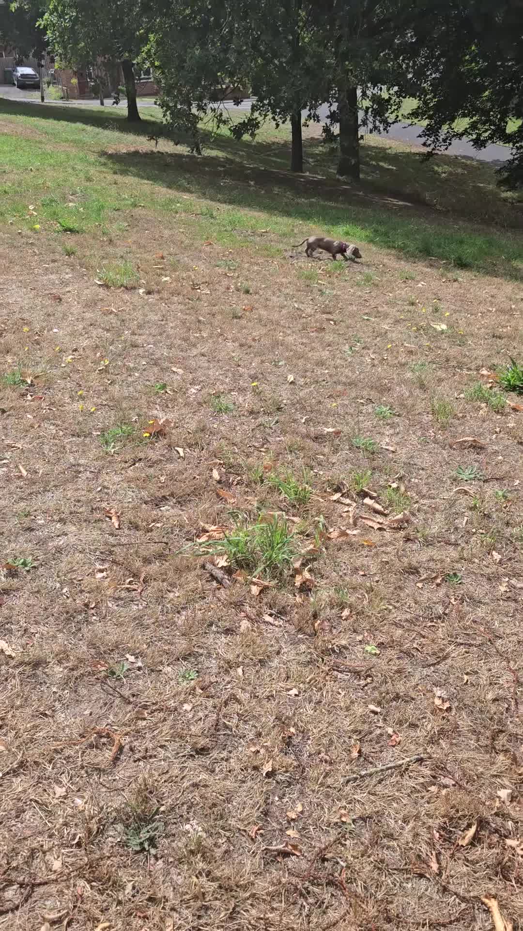 Miniature Dachshund dogs for sale: Mini female dashound  in Bridgnorth - Video 1