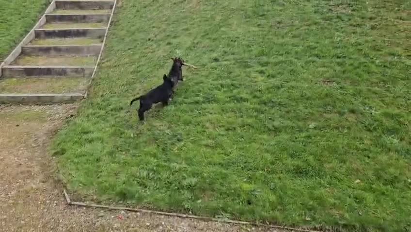 German Shepherd dogs for sale: Quality Kc Reg German shepherd - Video 1