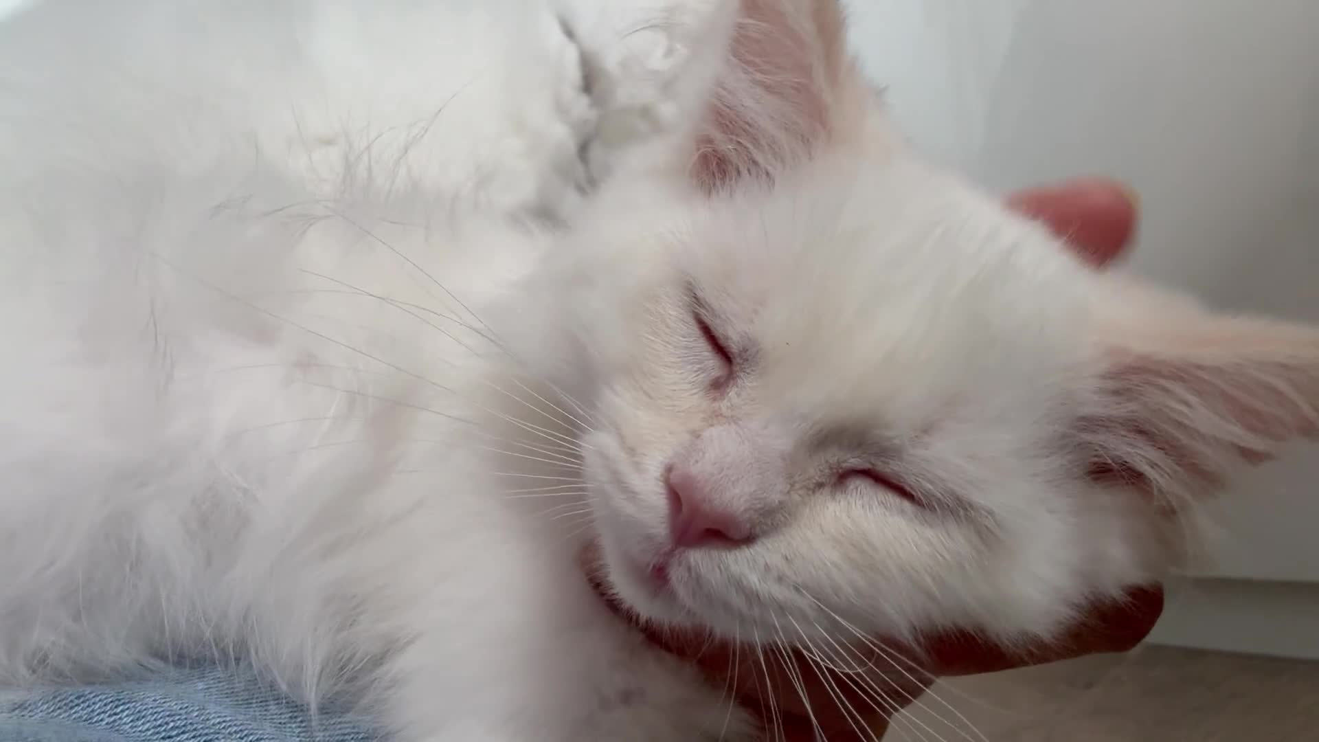 Ragdoll cats for sale: Handsome Ragdoll babys! 💛 in Arundel - Video 2