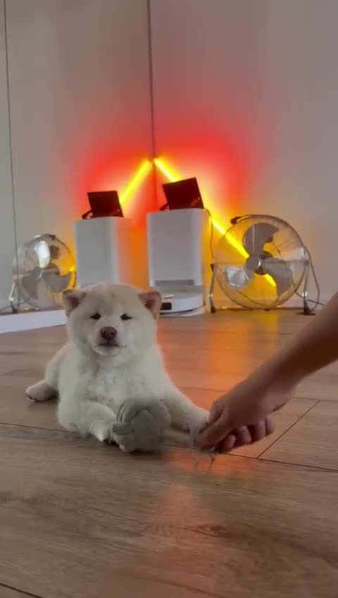 Japanese Shiba Inu dogs for sale: Champion Bloodline Shiba Inu Puppies  - Video 1