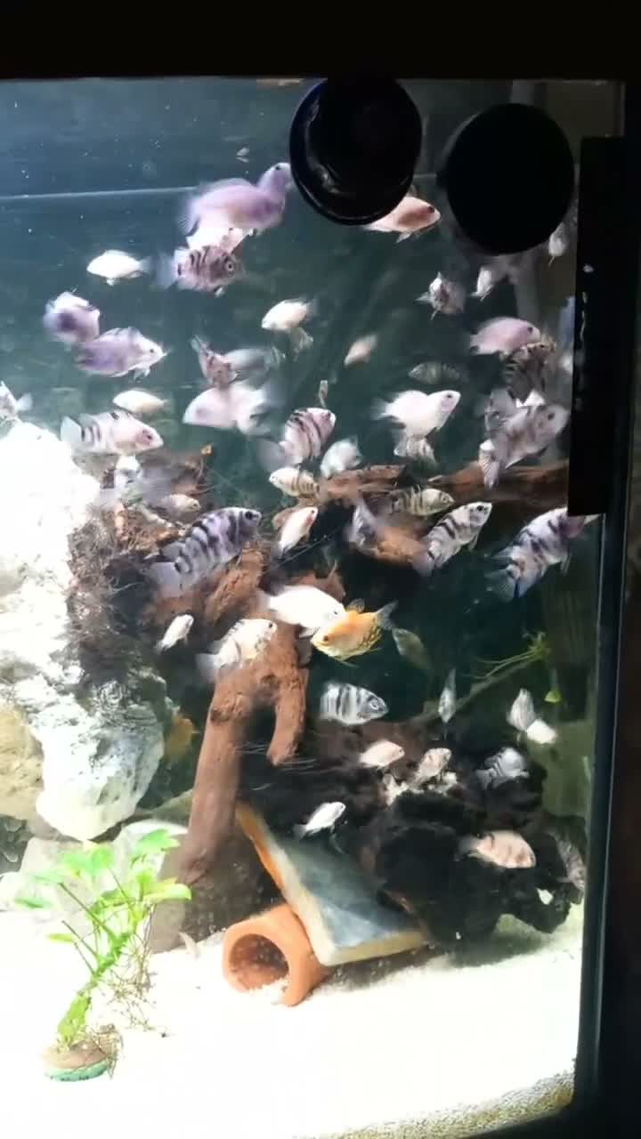 Cichlids fish for sale: Mixed cichlids  - Video 2