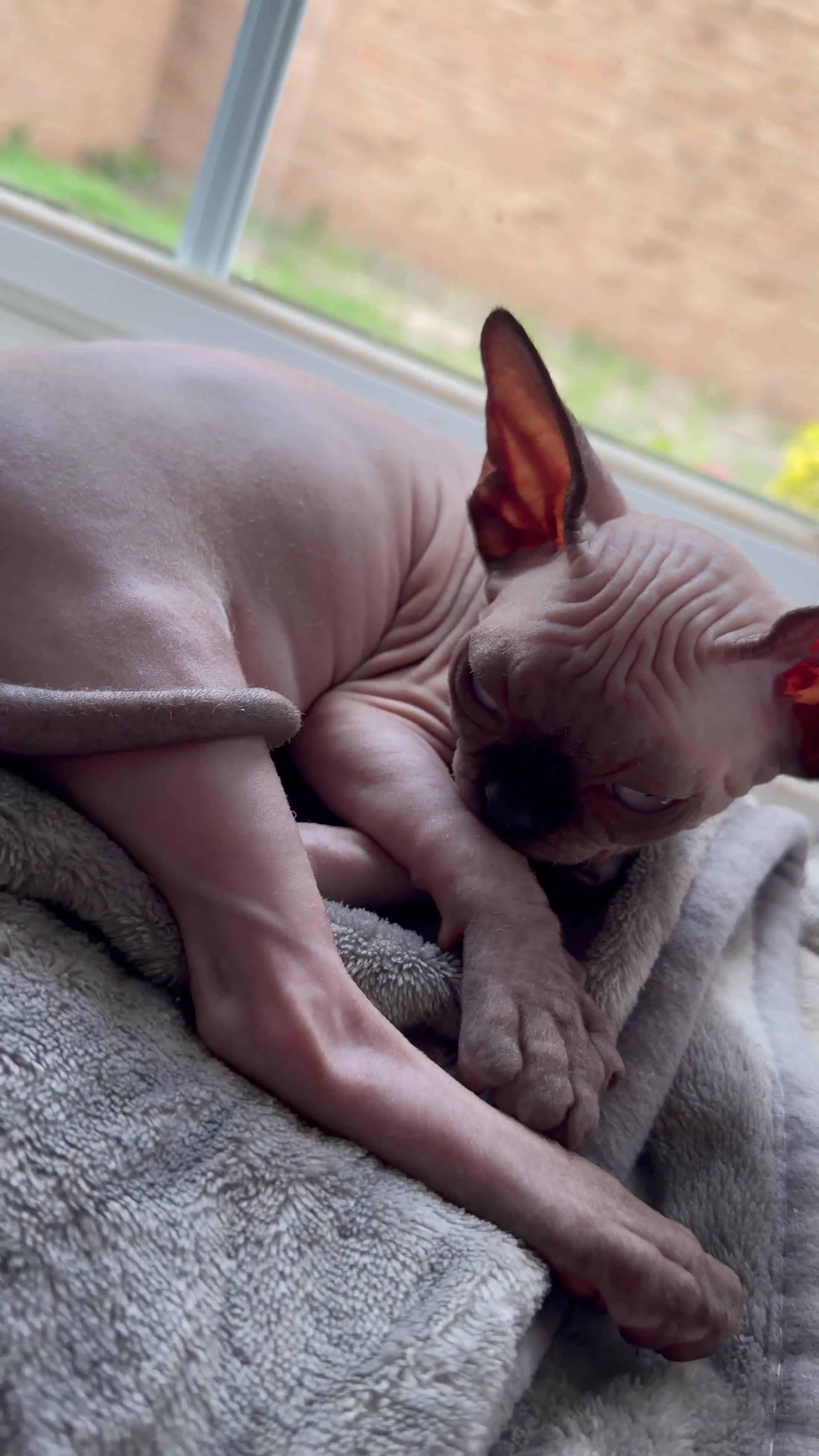 Sphynx cats for sale: Outstanding Sphynx Boy  - Video 1