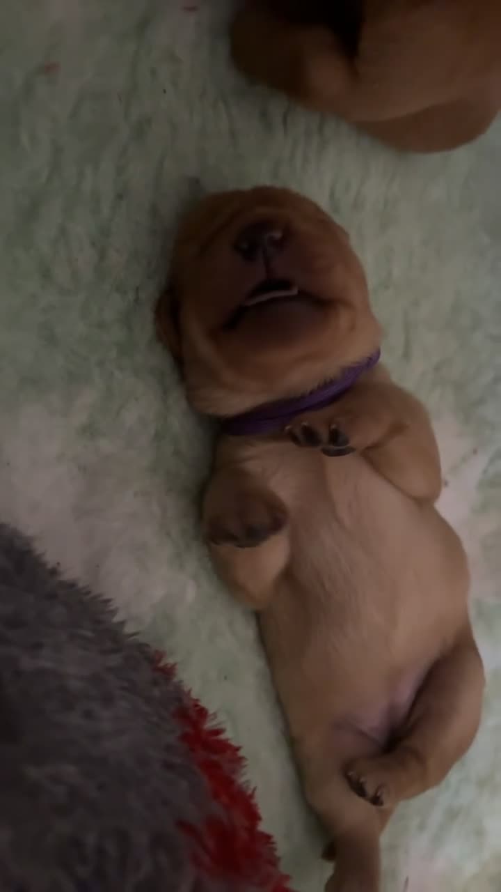 Labrador Retriever dogs for sale: Labrador puppies 4 male 2 female  - Video 1