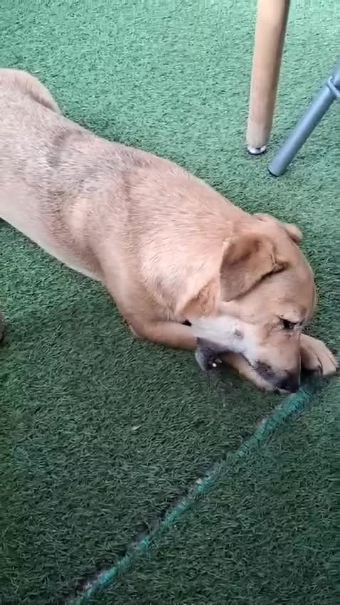 Mixed Breed dogs for adoption: Cute Jerry Needs Love  - Video 3