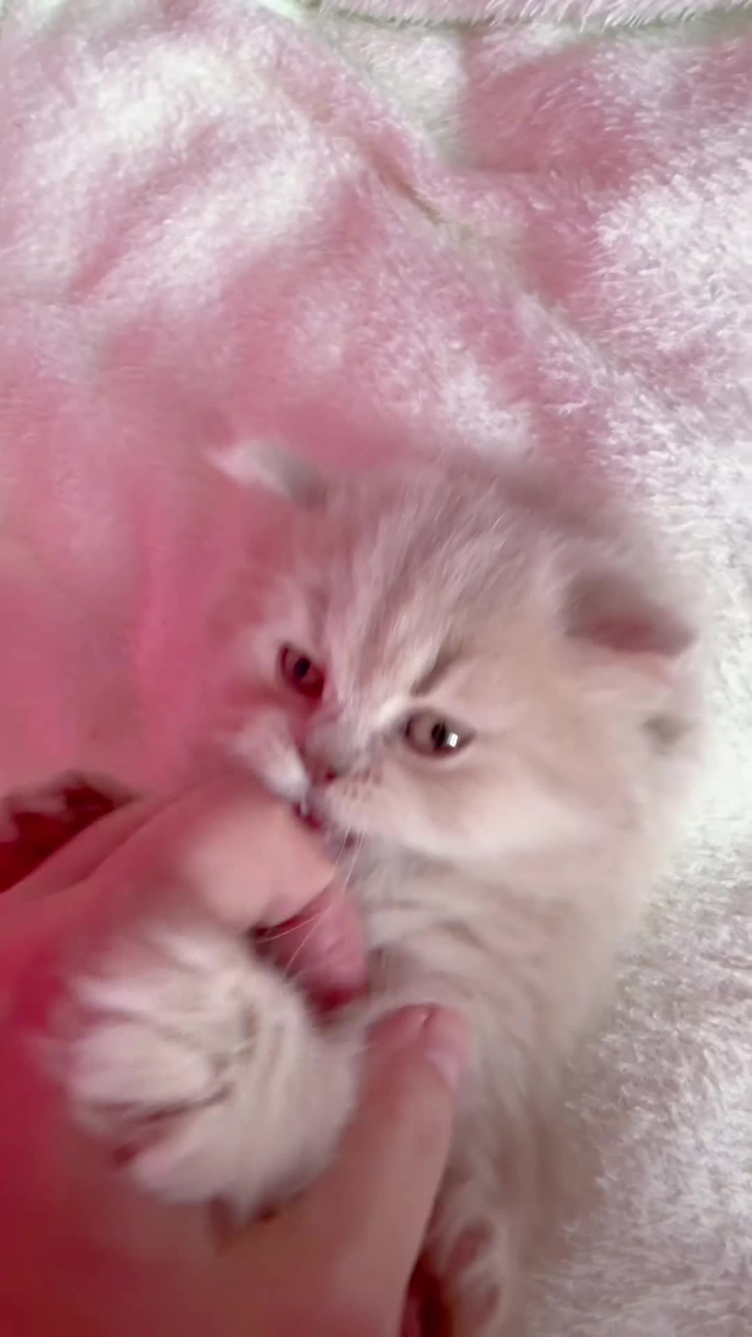 British Longhair cats for sale: 🎀Last longhair girl available from this litter.  - Video 1