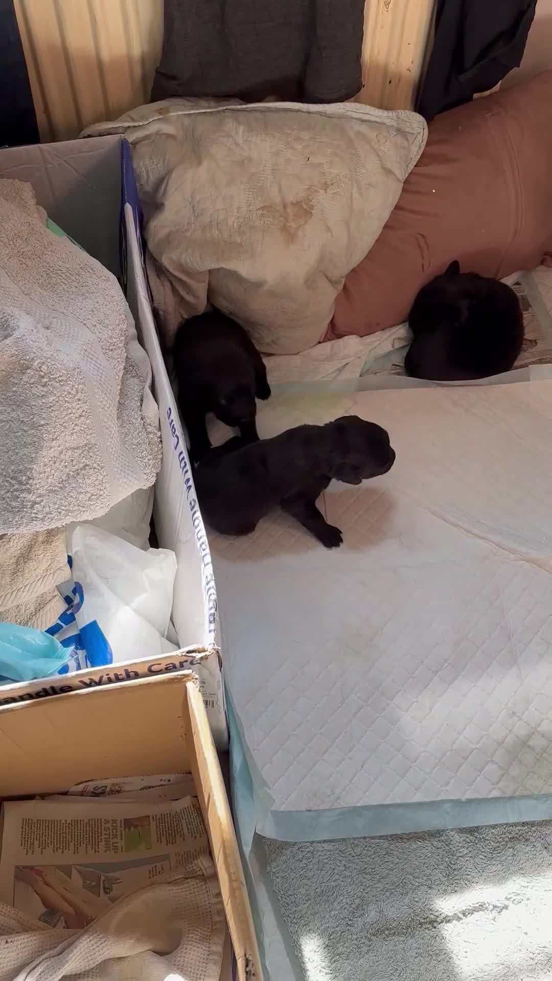 Mixed Breed dogs for sale: Labrador x Rottweiler READY TO GO in Oxted - Video 3