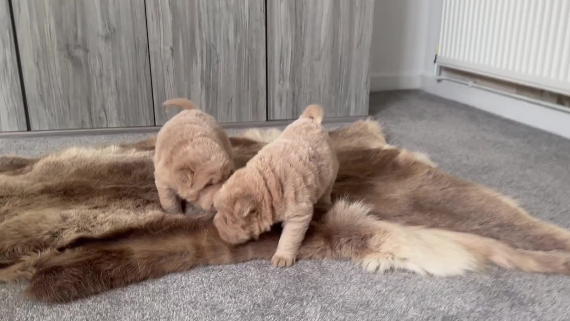 Shar Pei dogs for sale: Top quality bear coat sharpei  - Video 3