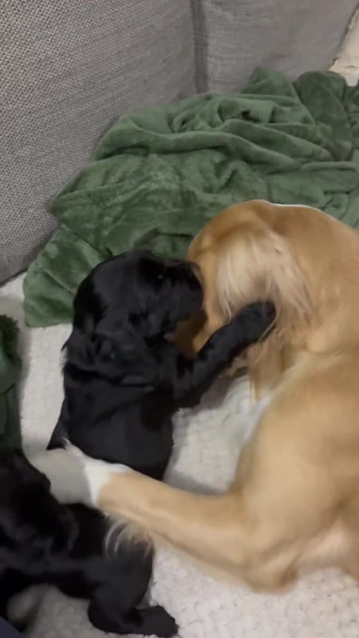 Cocker Spaniel dogs for sale: Beautiful KC Cocker Spaniel Pups - Black - Video 1