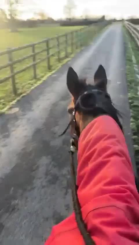 English Thoroughbred horses for sale: 16hh bay mare in Stratford-upon-Avon - Video 2