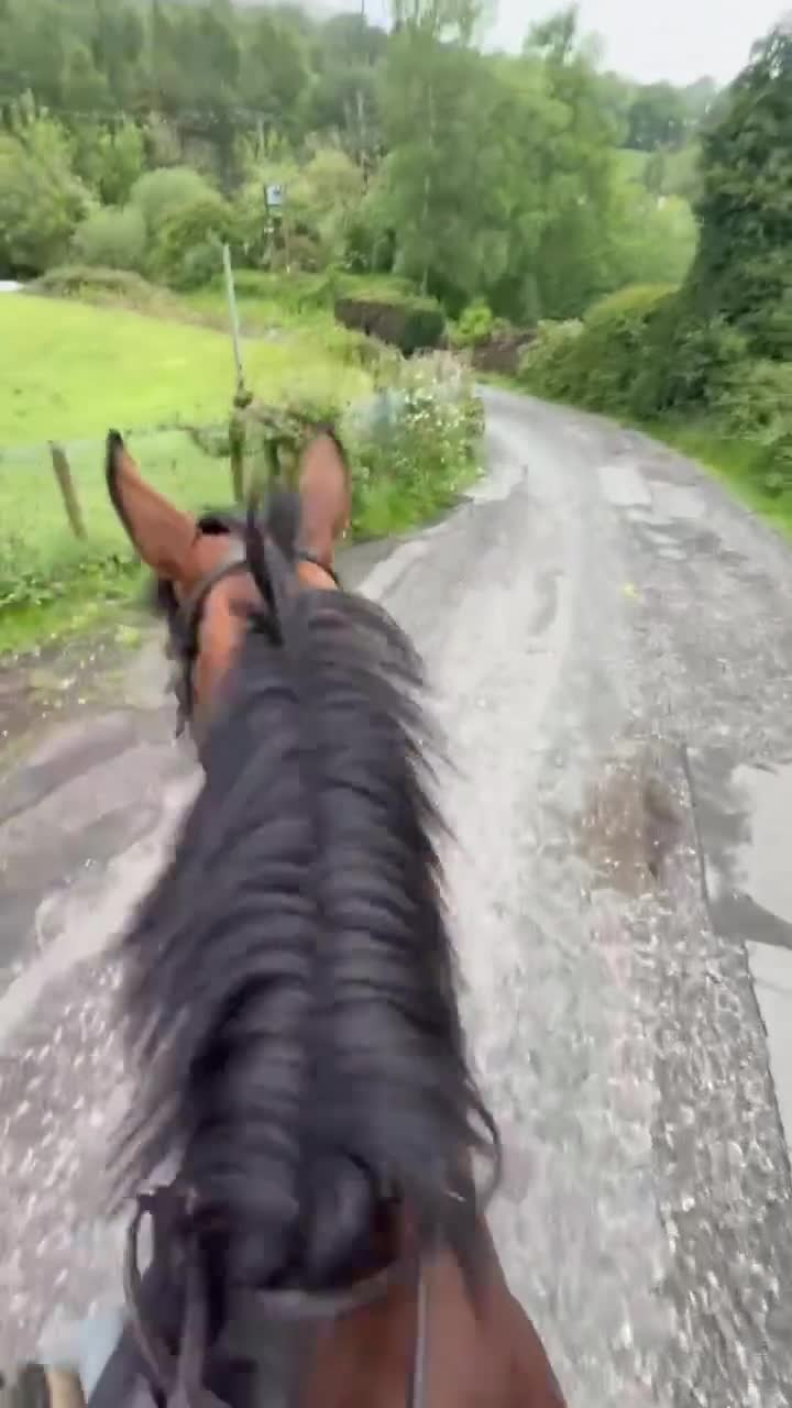 English Thoroughbred horses for sale: Lizzie The Yard Legend  - Video 1
