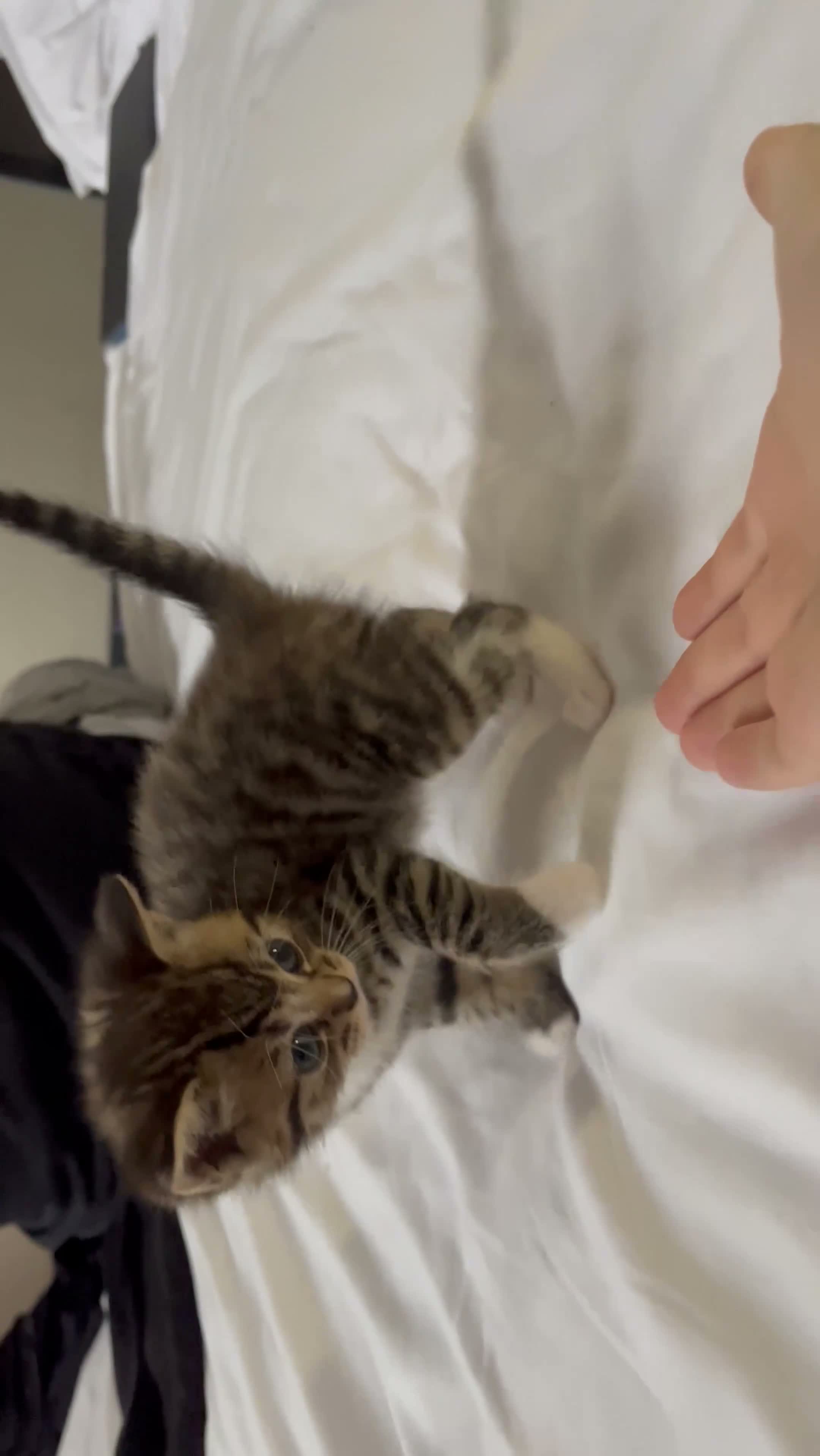 British Shorthair cats for sale: British Shorthair - 1 MALE 1FEMALE - Video 1