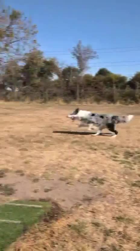 Mixed Breed dogs for adoption: 💙🐶 STRIKE – A LOVING COLLIE HEART  in Preston - Video 5